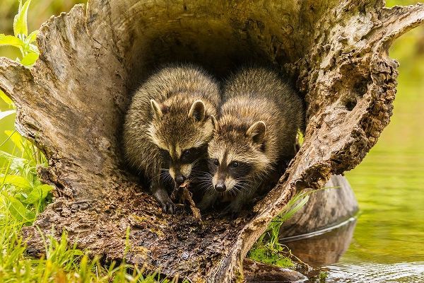 Minnesota-young raccoons in log-captive